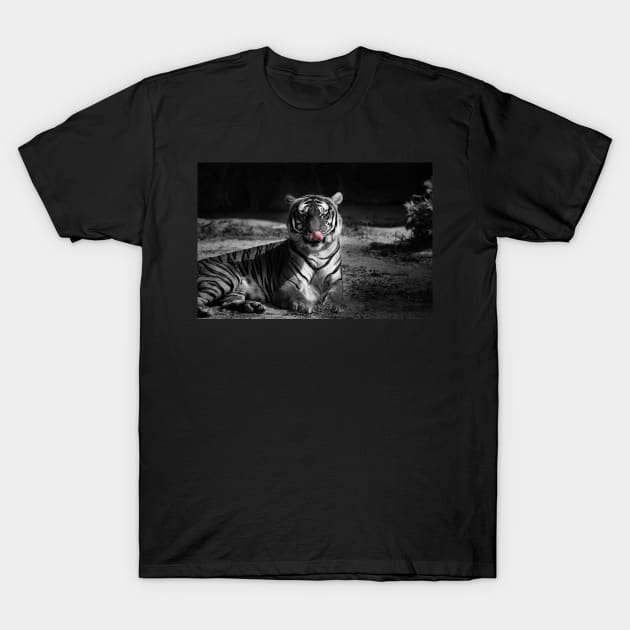 tiger, black and white T-Shirt by hottehue